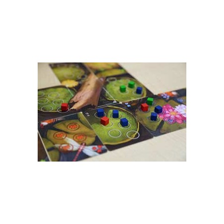 Bullfrogs